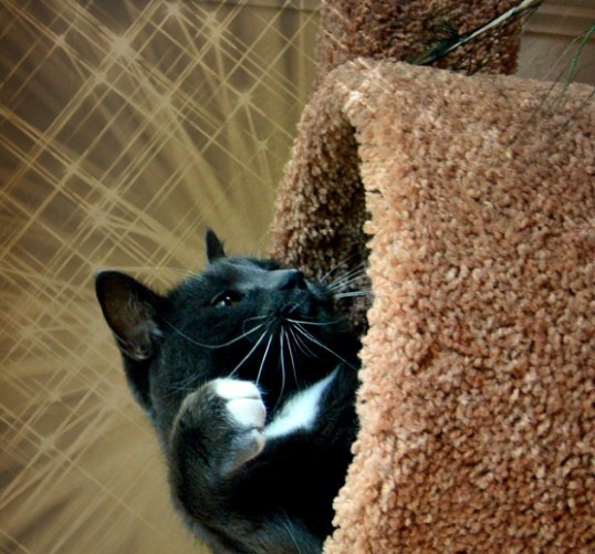 I am lightning fast!