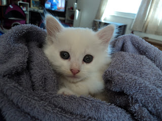 socializing feral kittens picture 1