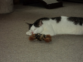 socializing feral kittens picture 3