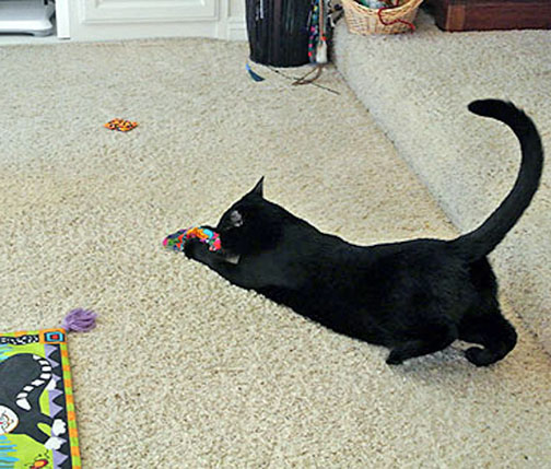 Yee Haw!!! Got'cha little nip toy! Oh, Hi Savvy, didn't see you over there