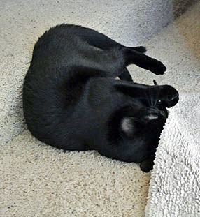 One more good CHOMP and my work here will be done I think.