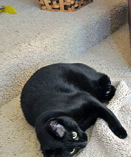 Oh Hi Dad P! You want some of this old rug for something?