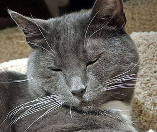 Have I ever told you how much I luvluvluv my stair case sun puddle?