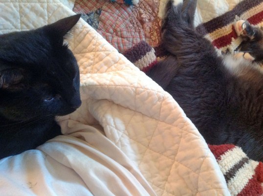 Ohhh...Savvy's tail is so close...I wonder...???