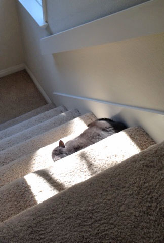 Caught me! Resting my eyes on the job