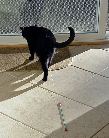 Are you edible or are you wipeable?