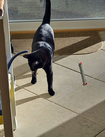 Will you fit in my food dish?