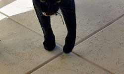 *paw, paw...dig, scrape*