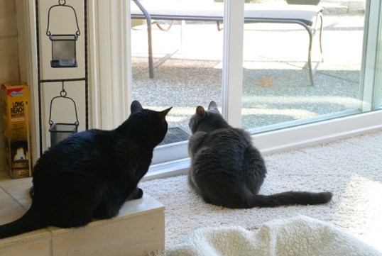 Feels like someone is watching over my shoulder. Naaawww...couldn't be...