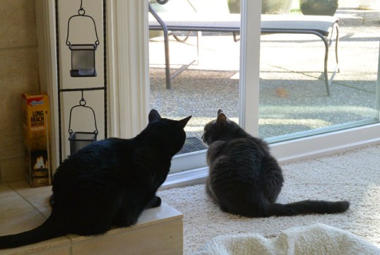 Whoa! Look at that hummer dive bomb the finch!