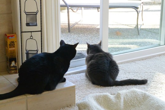 Now the House Finches are running everyone off the seed feeder...heh...heh...competition