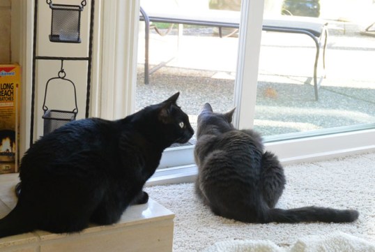 Hey Savvy!! Look at those squirrels chasing each other!!