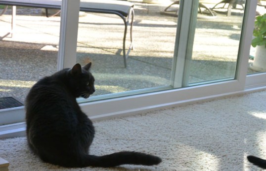 Hisssssss...I let her know I knew she was there but all she left behind was a glimpse of her tail