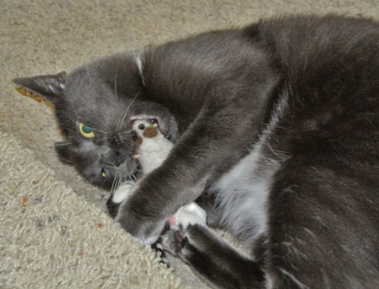 Gotcha my pretty schmousie! *rip, tear,kick*