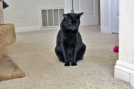 Why 'me' Ceiling Cat??