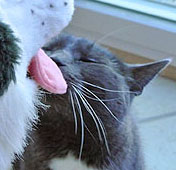 Isn't this the face of pure feline bliss?