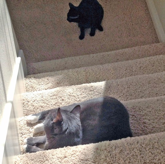 I expect 12 pieces of your kibble to pass me on this stair