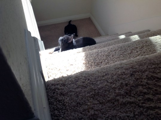 Now TKS...back to your kibble toll...make that 15 pieces