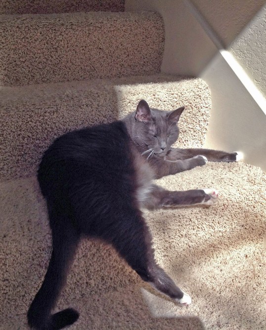 Alright already...she can come down for just 6 kibbles