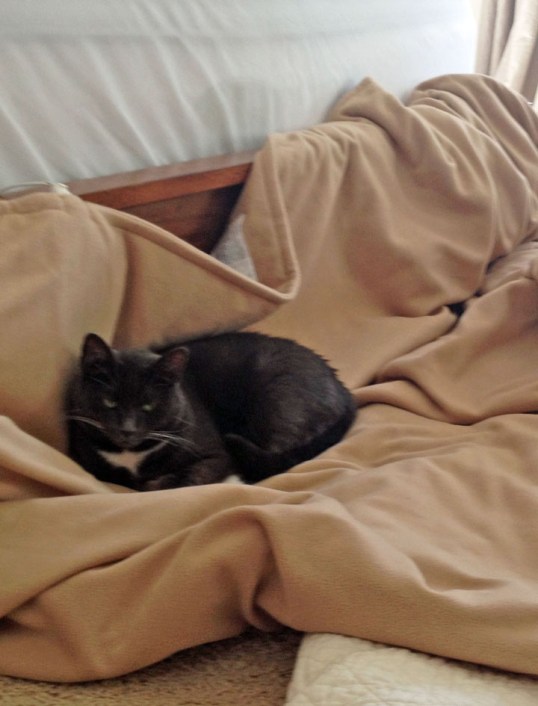 This is MY bed and I am snoopervising installment of fresh sheets