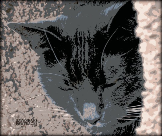 Savvy selfie at peace blog hop ed