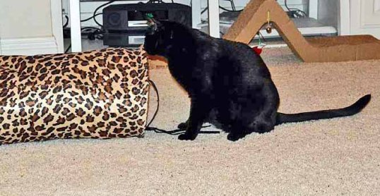 Whew! Savvy is still at the other end