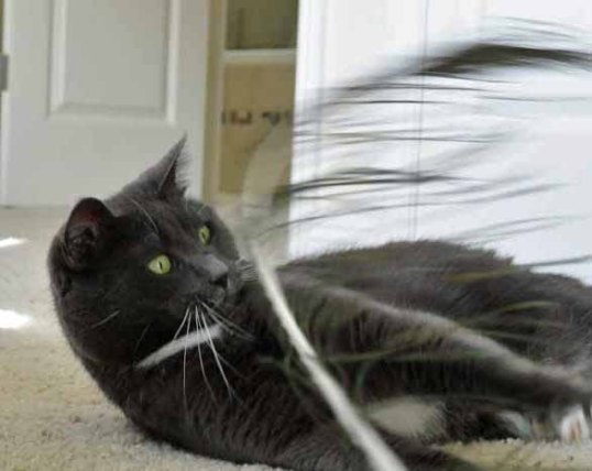 aiiee!!! Where did that come from?!!!