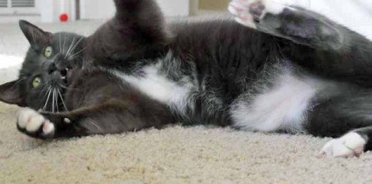 Come on feather, see what I have waiting for you!