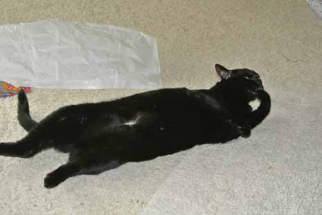 Wait! I need to tidy my paw...