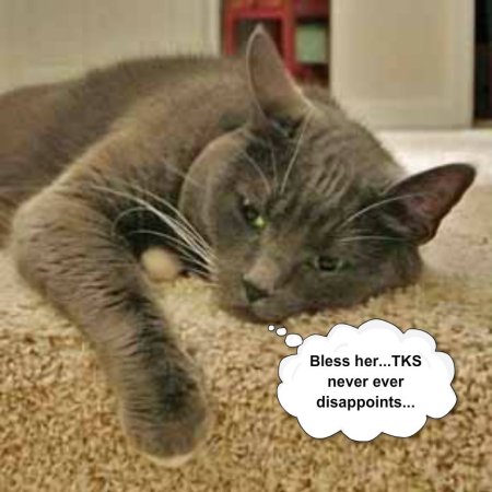 You have to have a younger cat in the house...better than bird, squirrel, or any other TV...just sayin'