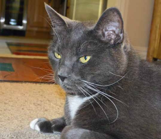 Seriously TKS? The 'Lamp' ????