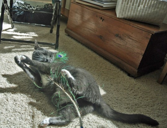 Take that you ticklish fevver