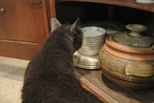 Why yes, I can paw this china to you Mom L