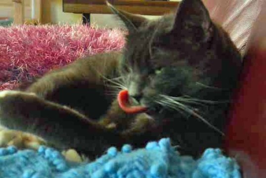 Yep! This now my HRH Savannah Castle