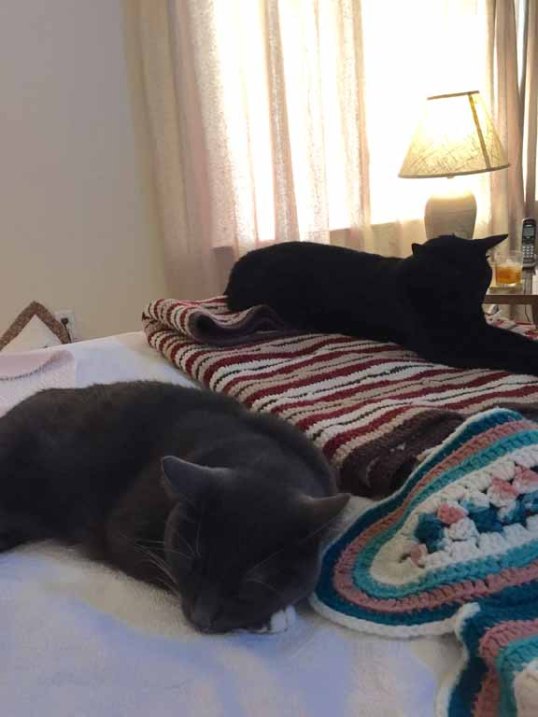 I'm here Savvy. I have your back...go back to your nap