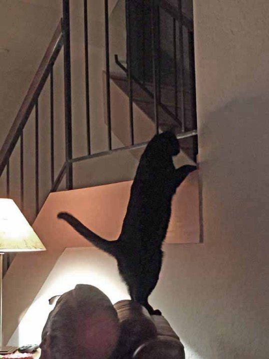 Dad!! I can reach the entry way from here now!!