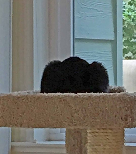 IMG_1229 used aug 12