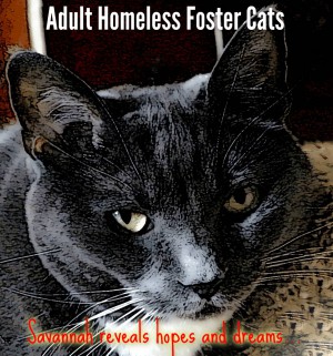 Adult Homeless Foster Cats