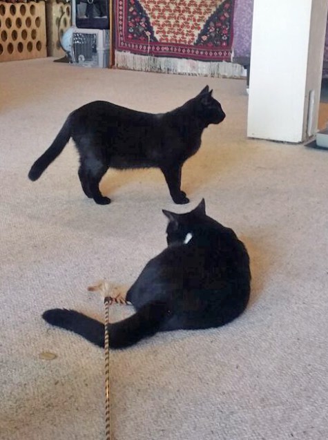 Adult Homeless Foster Cat dilemma