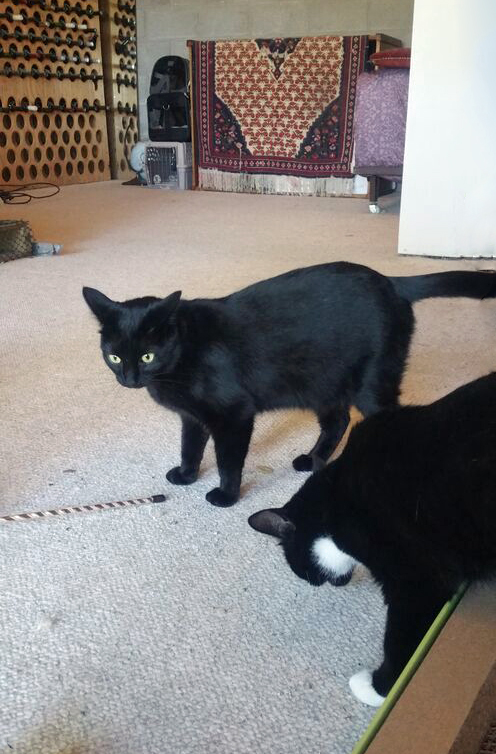 We love and adore each other...best furriends