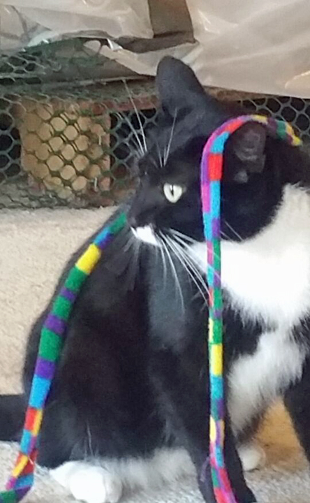 Cats other than my Sister Coco are a bit scary