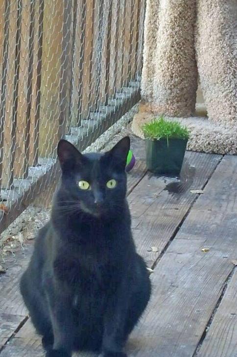 Yes, I am right in front of you...and I am a black panfur girl