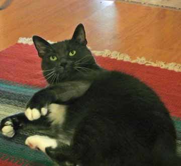 What in Ceiling Cat's name is THAT??!!!