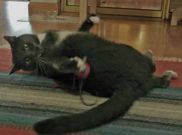 You are gonna regret ever meeting my 'Paws of Doom'