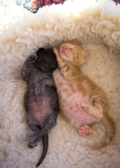 Tiny lives...fostered by a CC4C member