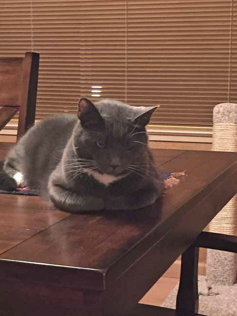 What in Ceiling Cat's name is Mom L doing??? I am ready for bed!!