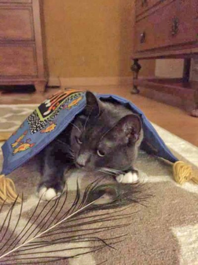 The truth is out; I chase a peacock feather wherever it takes me