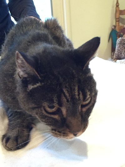 Ms Ozzie found almost dead on a local bike path