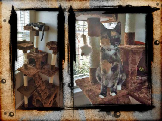 Sansa at home at last