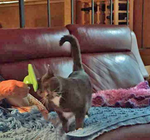 Oh yeah! This is what I am meowing about